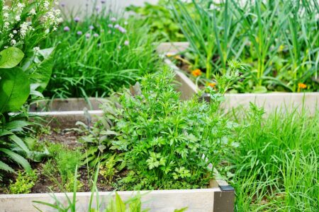 Wellness Garden Image